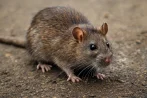 Tratamiento contra ratas y ratones desratización en Cartagena 30200